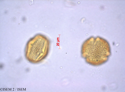 ISEM 2/Chironia_peduncularis_36499/Chironia_peduncularis_36499_0001(copy)_thumb.jpg